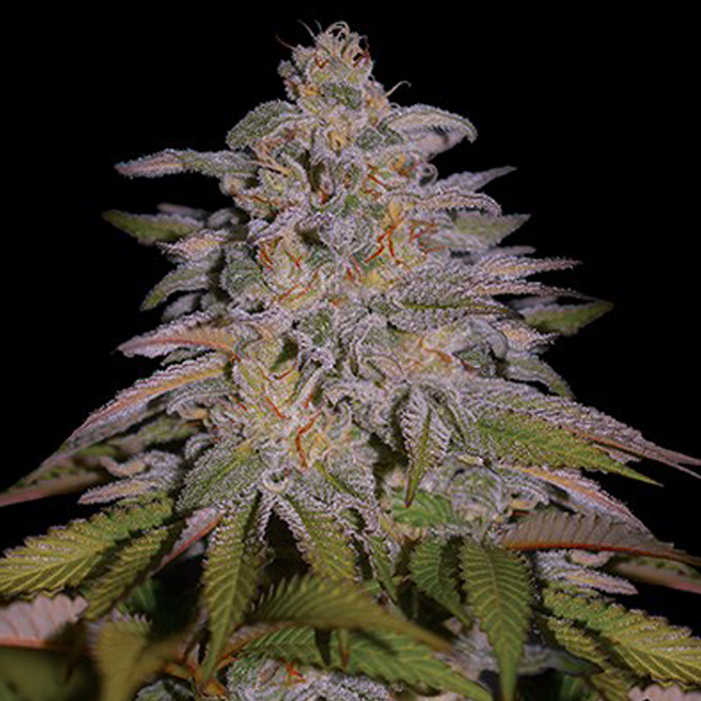 Buy G13 Labs Seeds Glazed Gushers FEM