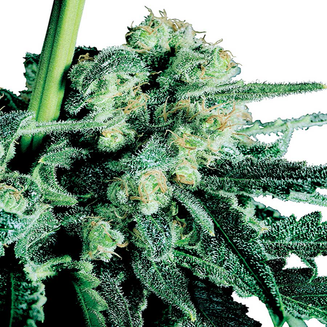 Buy Sensi Seeds Sensi Skunk FEM
