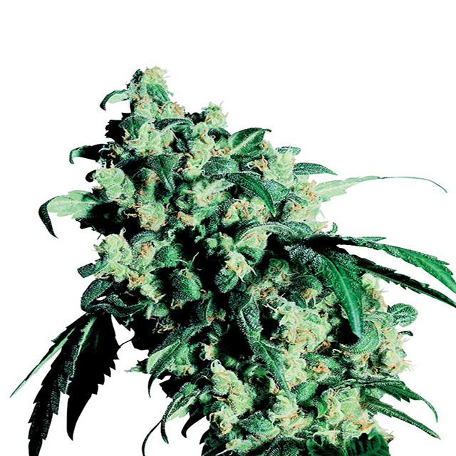 Buy Sensi Seeds Super Skunk FEM