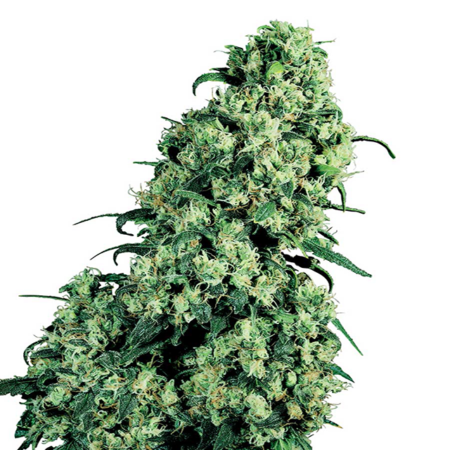 Buy Sensi Seeds Skunk # 1 FEM