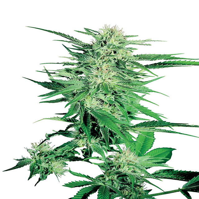Buy Sensi Seeds Big Bud FEM