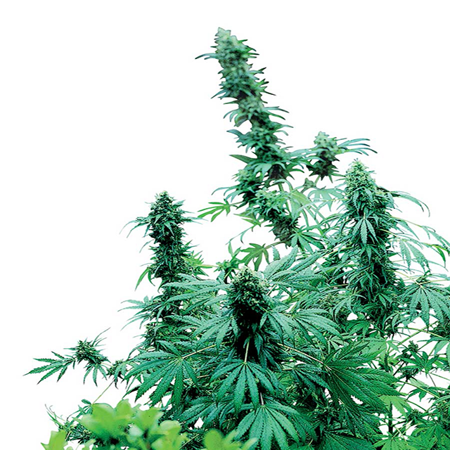 Buy Sensi Seeds Early Skunk FEM