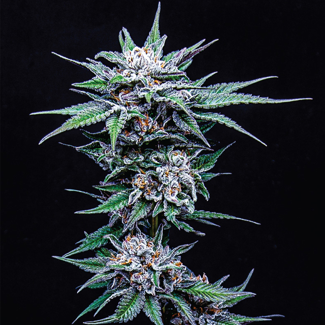 Buy Humboldt Seed Company Blueberry Pancakes FEM