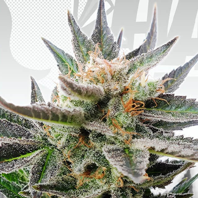 Buy Kannabia Seeds Sativa Dream FEM
