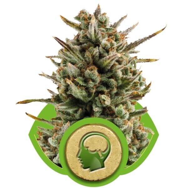 Buy Royal Queen Seeds Amnesia Haze Automatic FEM