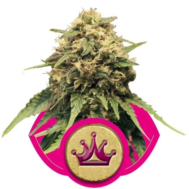 Buy Royal Queen Seeds Special Queen #1 FEM