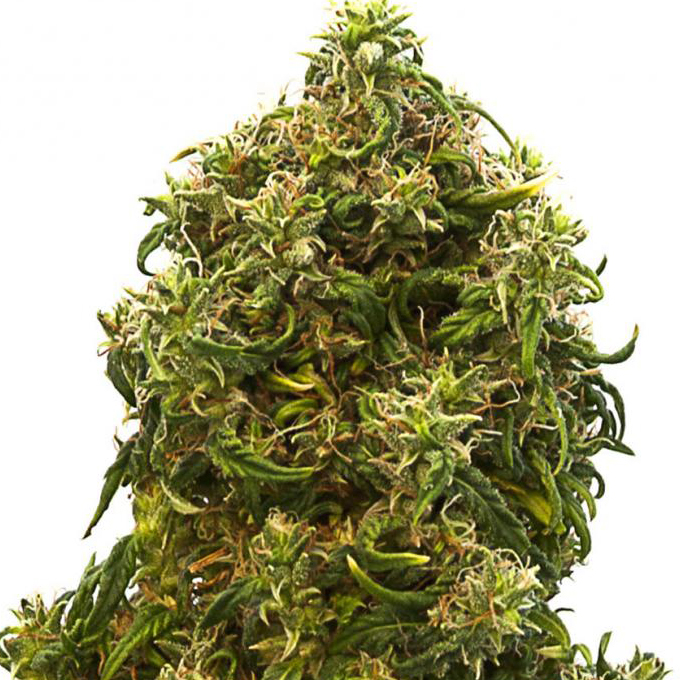 Buy Kannabia Seeds Swiss Dream Auto CBD FEM