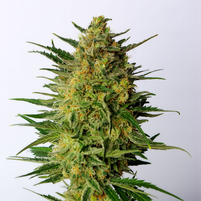 Buy Kannabia Seeds Super AK FEM