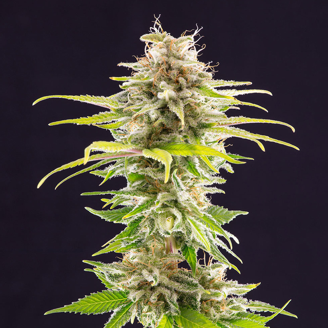 Buy Kannabia Seeds Super OG Kush FEM