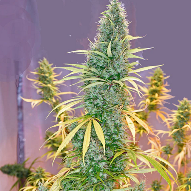 Buy Mr Nice Seeds Holy Grail REG