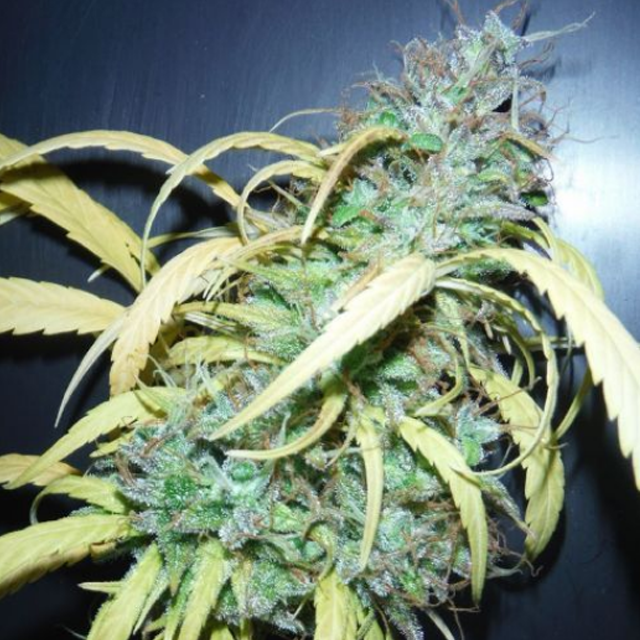 Buy Mr Nice Seeds Grail Widow REG