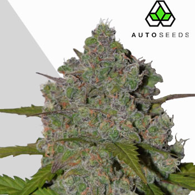 Buy Auto Seeds Green Crack Auto FEM