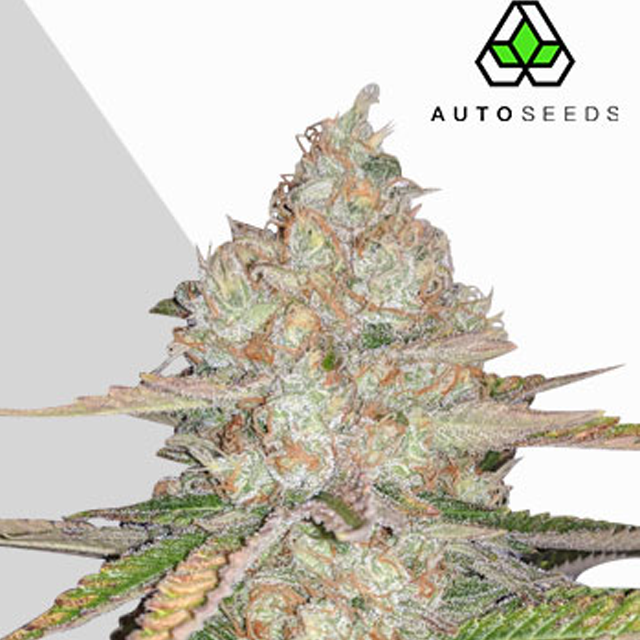 Buy Auto Seeds Pienapple Express Auto FEM