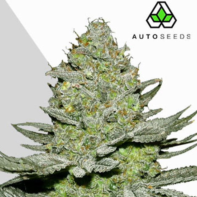 Buy Auto Seeds Sour Diesel Auto FEM
