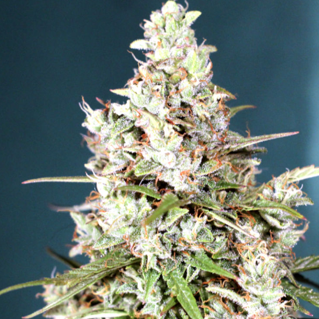 Buy Greenbud Seeds Auto Blackout Express FEM