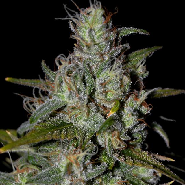 Buy Greenbud Seeds Blueberry 99 Early FEM