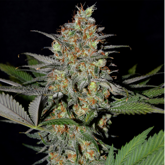 Buy Greenbud Seeds White Widow x AK47 Early FEM
