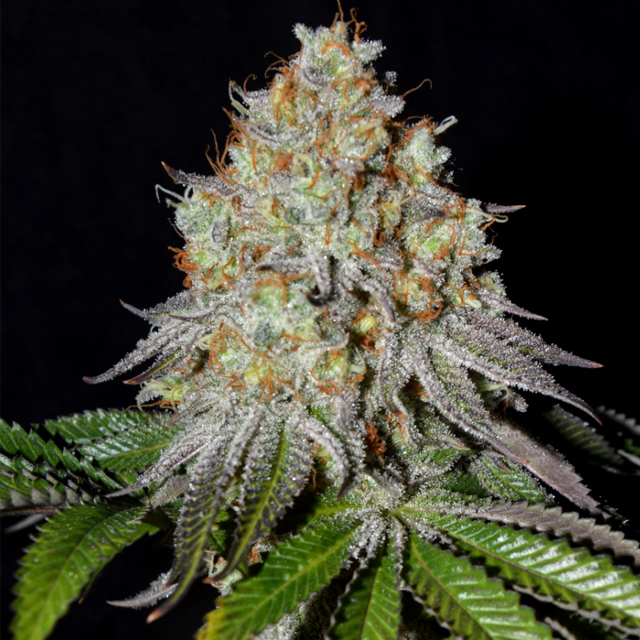 Buy Greenbud Seeds Gold Wave FEM