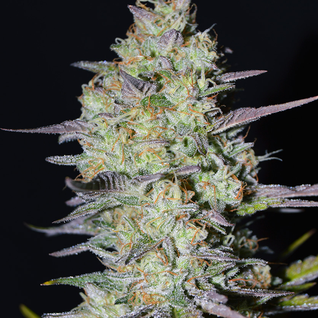 Buy Greenbud Seeds Loveless FEM