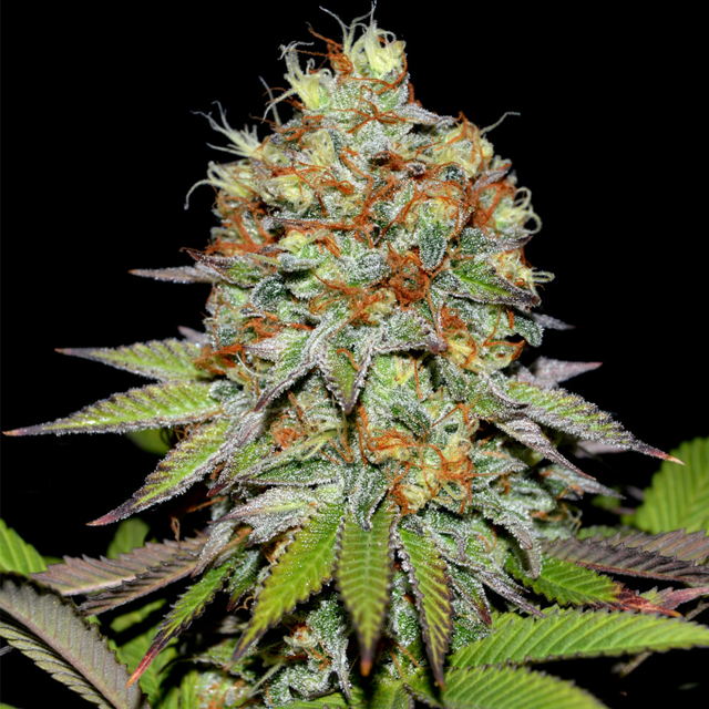 Buy Greenbud Seeds Makaha FEM