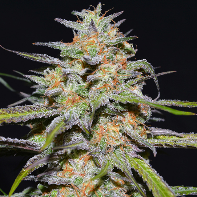 Buy Greenbud Seeds Spitfire FEM