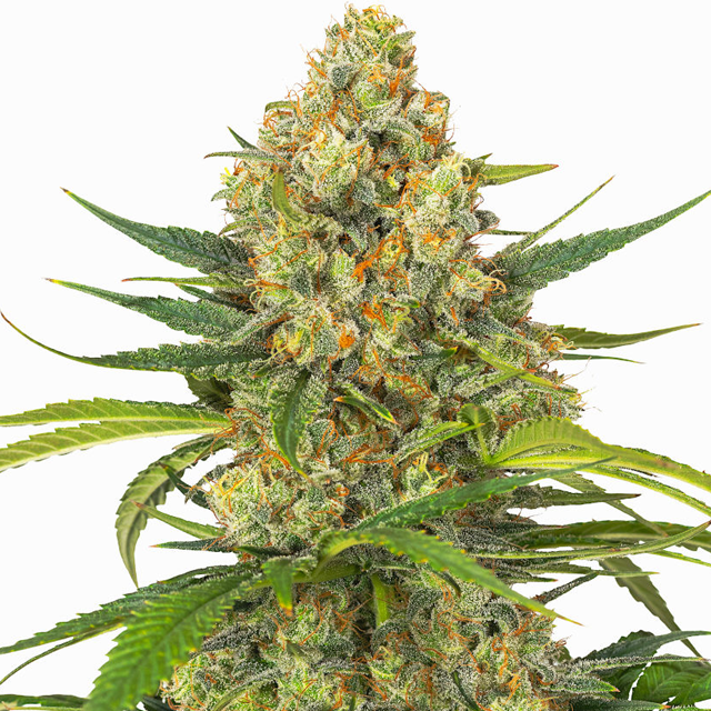 Buy Greenbud Seeds Auto Mimosa Afghan Storm FEM