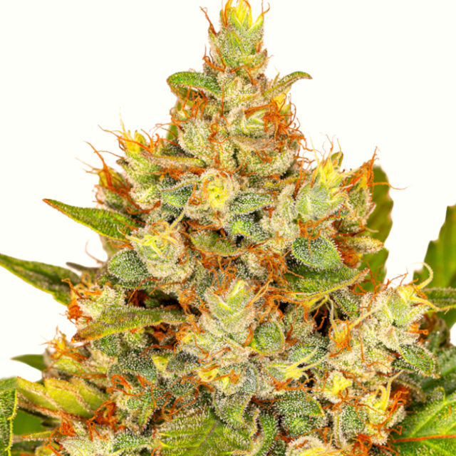 Buy Greenbud Seeds Auto Strawberry Gorilla FEM