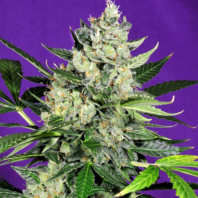 Buy Greenbud Seeds Auto West Coast OG FEM