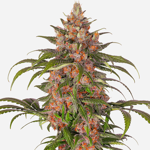 Buy Greenbud Seeds Purple Black Gold Early FEM