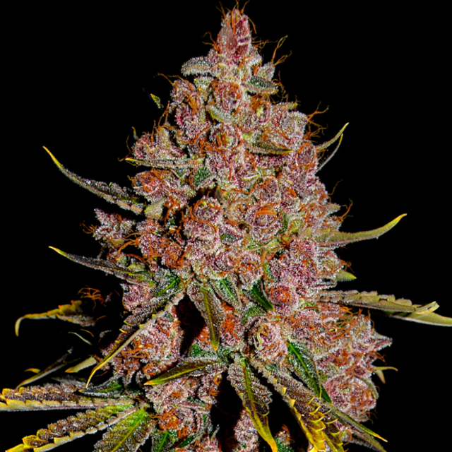 Buy Greenbud Seeds Purple Tropic Early FEM