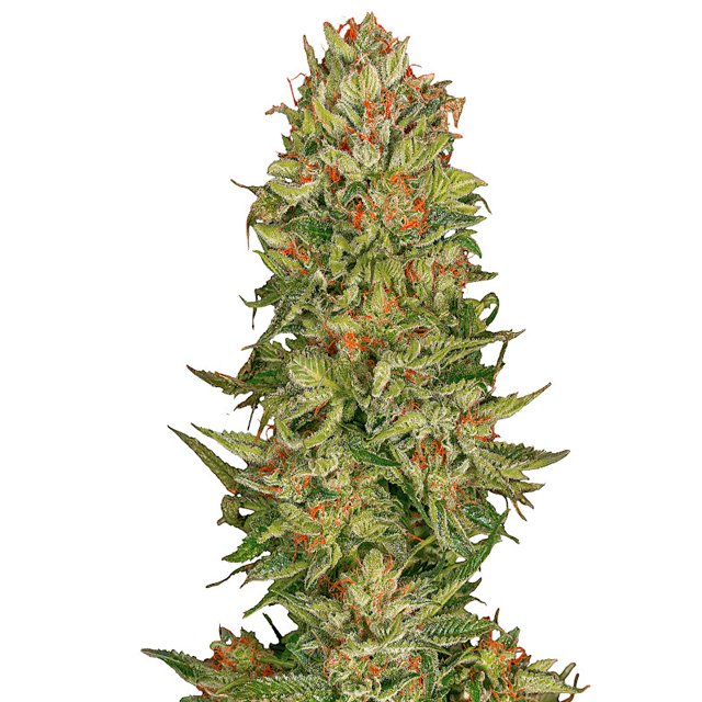 Buy Greenbud Seeds Black Jilly Bean FEM