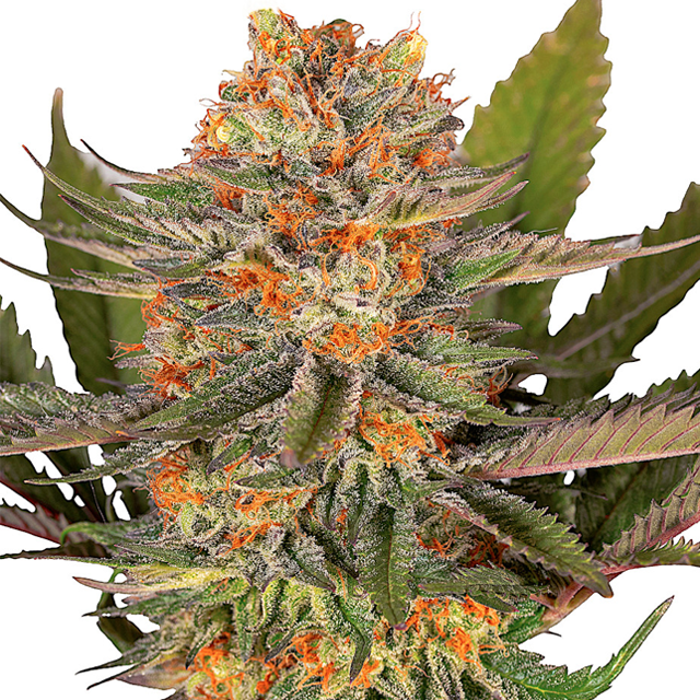 Buy Greenbud Seeds Blue Hulk FEM
