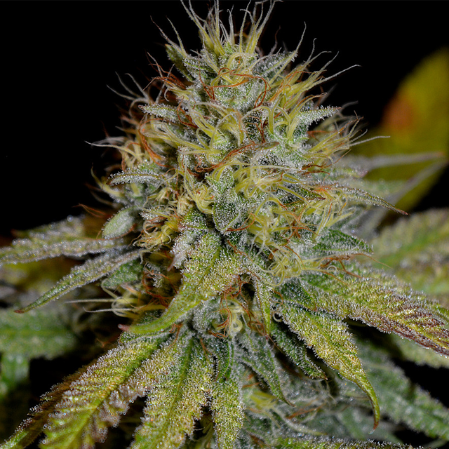 Buy Greenbud Seeds Candy Ritual FEM