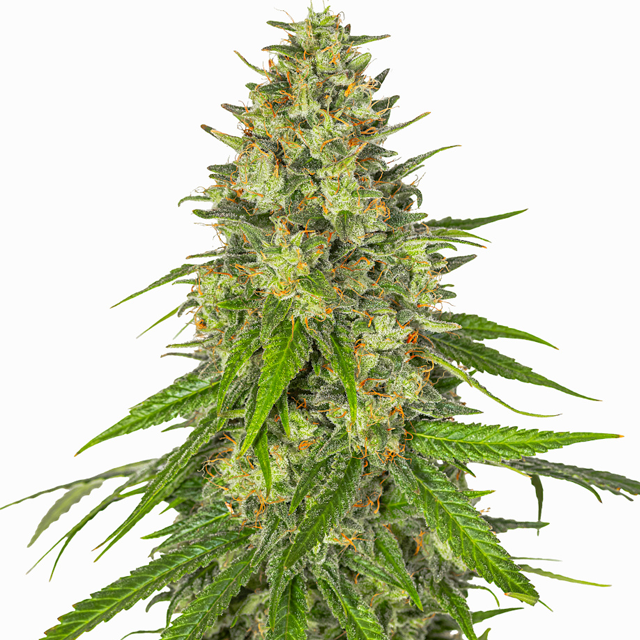 Buy Greenbud Seeds Midnight Sundae FEM