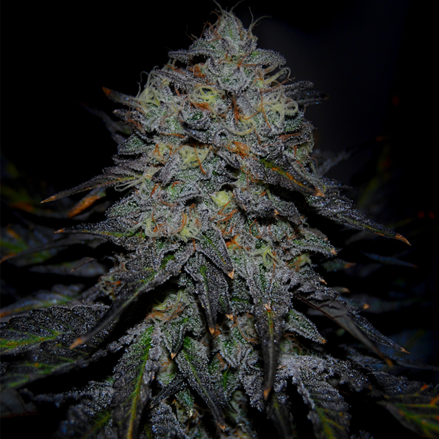 Buy Greenbud Seeds Royal Marker FEM