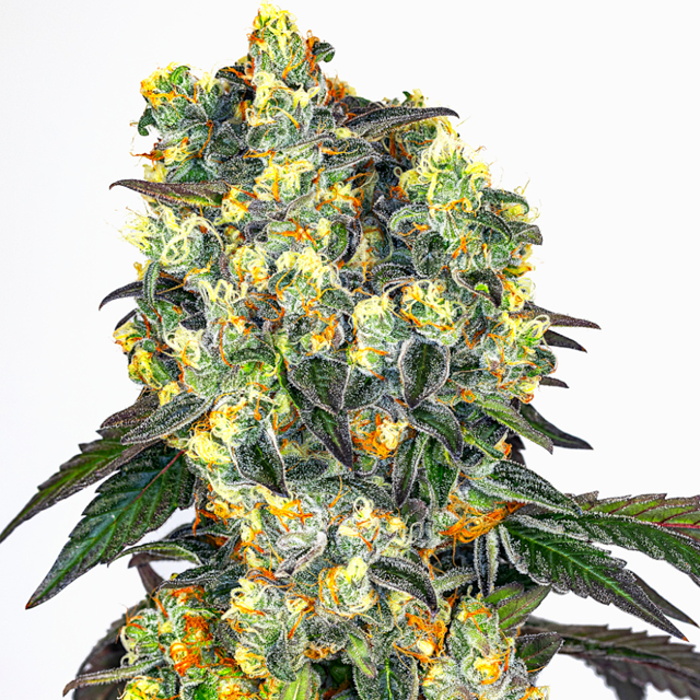 Buy Greenbud Seeds Secret Orchard FEM