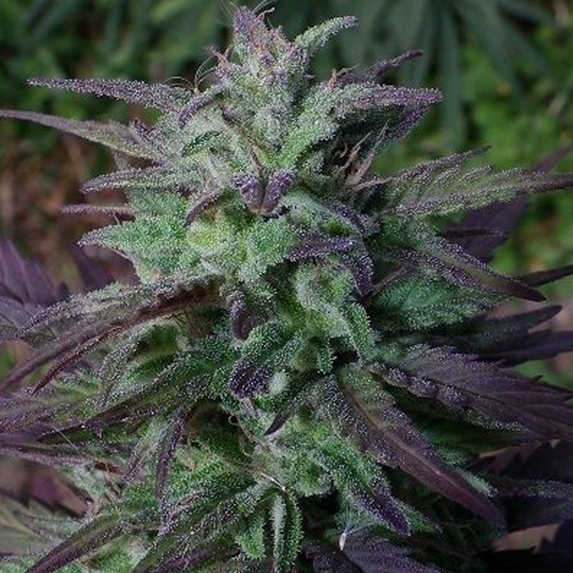 Buy Ace Seeds China Yunnan REG