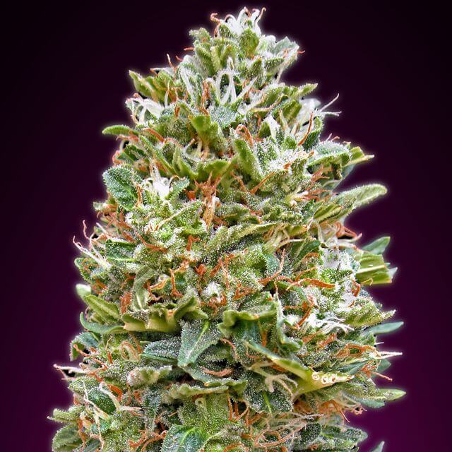 Buy 00 Seeds Auto Bubble Gum FEM