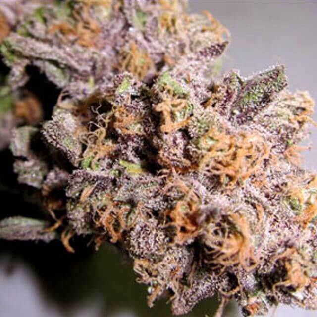 Buy Grand Daddy Purple seeds Original Granddaddy Purple REG