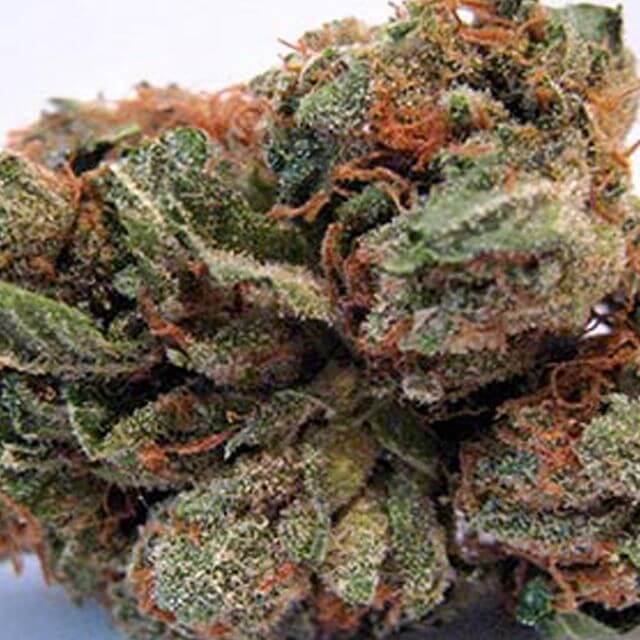 Buy Grand Daddy Purple seeds Kens Kush REG