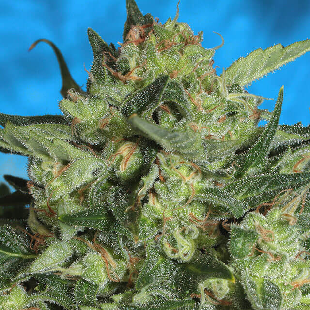 Buy Serious Seeds Auto White Russian FEM