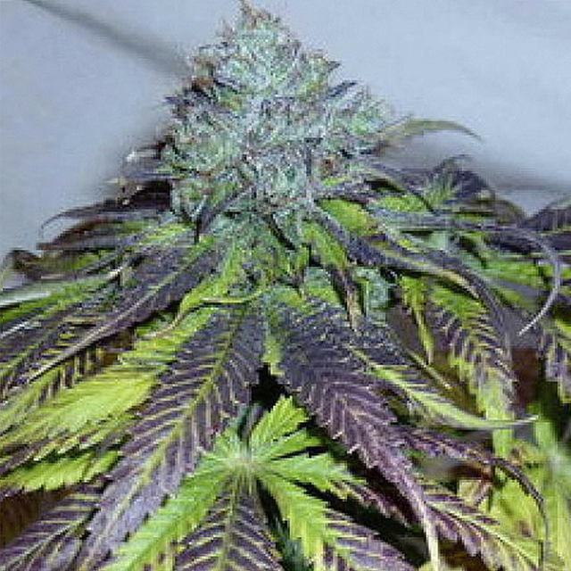 Buy The Cali Connection Seeds Pre 98 Bubba BX2 FEM