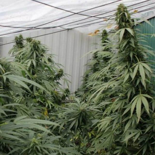 Buy Flash Autoflowering Seeds Number One Super Auto FEM