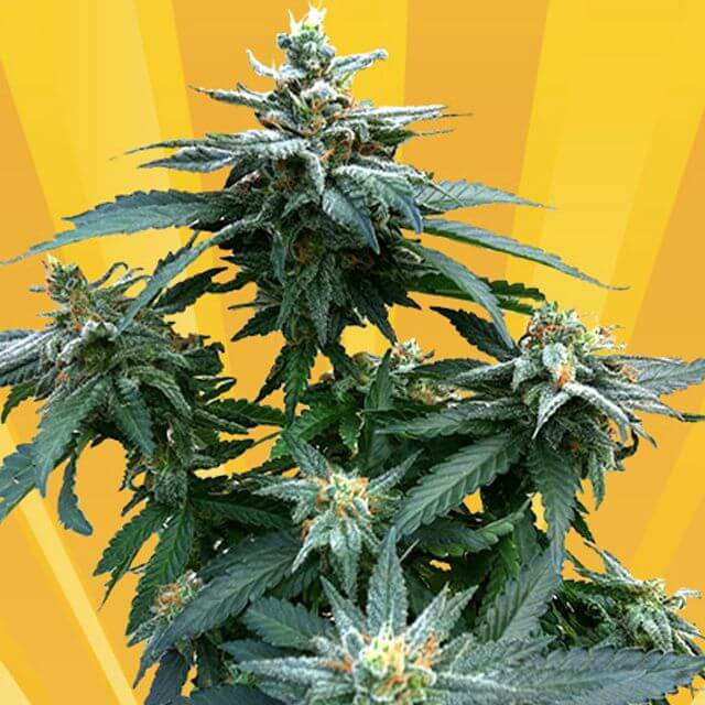 Buy Freedom of Seeds Dr Kush FEM