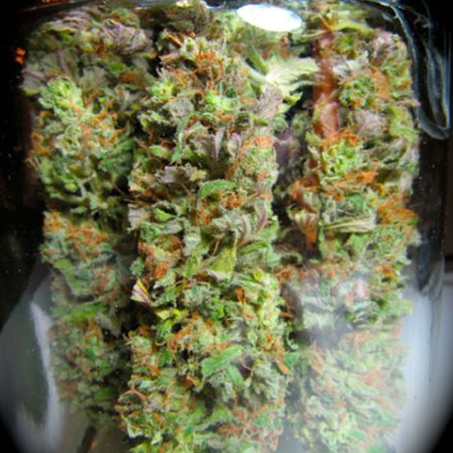 Buy BC Bud Depot Seeds BC Sweet Island Skunk REG