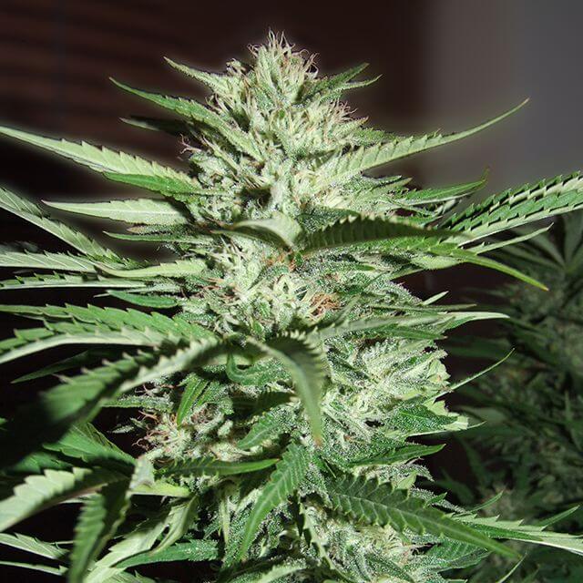 Buy G13 Labs Seeds Pineapple Express FEM