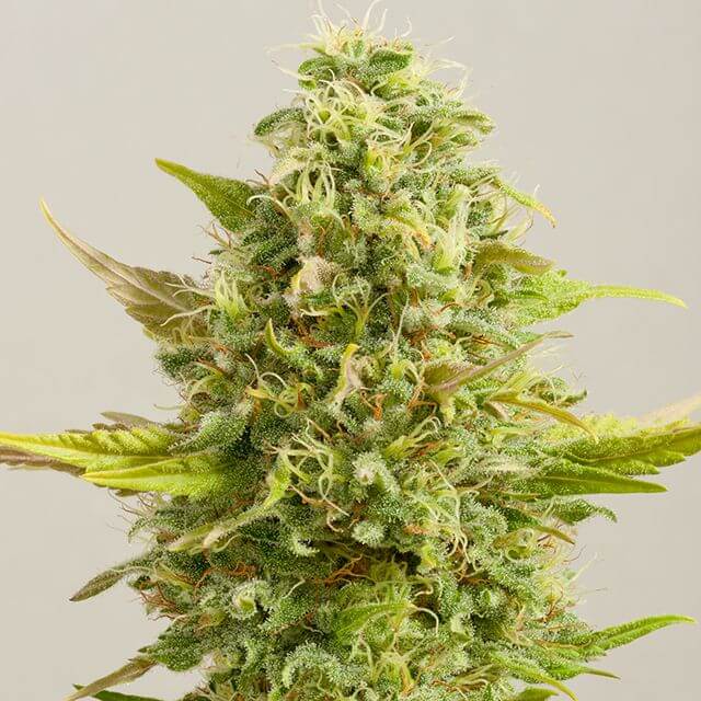 Buy G13 Labs Seeds Royal Kush FEM