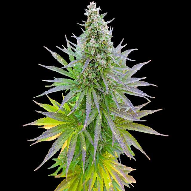 Buy G13 Labs Seeds Blueberry Gum FEM