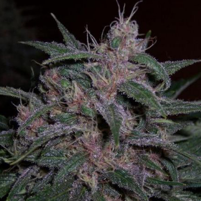 Buy BC Bud Depot Seeds BC Blueberry REG