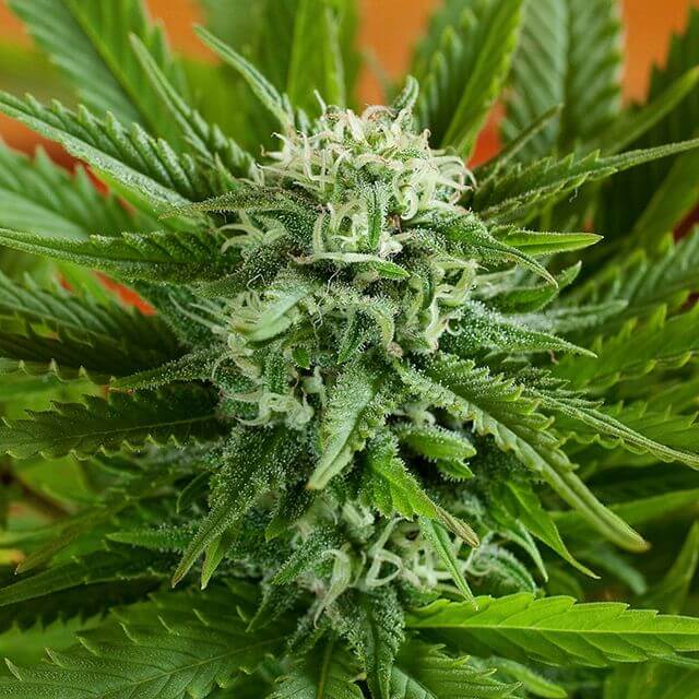 Buy G13 Labs Seeds Pineapple Express Auto FEM